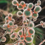 بوتين يقترح التوسط بين واشنطن وطهران بشأن البرنامج النووي الإيراني