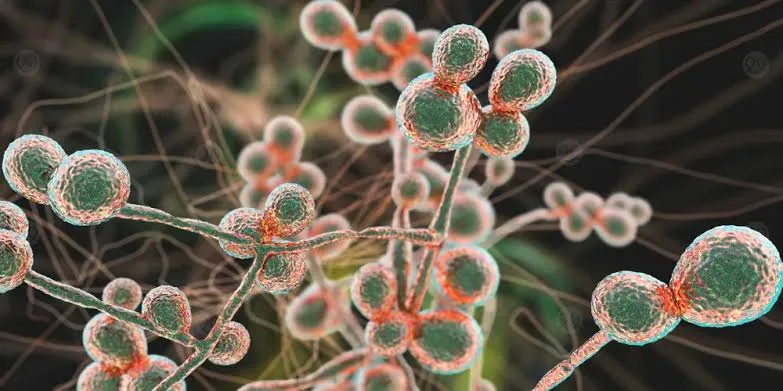 IMG 8603 - CJ العربية