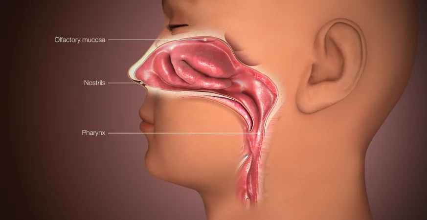 اكتشافٌ ثوري: خلايا دماغية تُصنّف الروائح وتُثير الاستجابات العاطفية 8 - CJ العربية IMG 9343 - CJ العربية