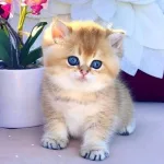 دراسة جديدة تُظهر ارتباط مرض الزهايمر بانخفاض مستويات الليثيوم في الدماغ، مما يُبشّر بالوقاية