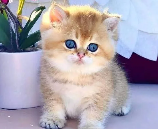 IMG 0381 - CJ العربية