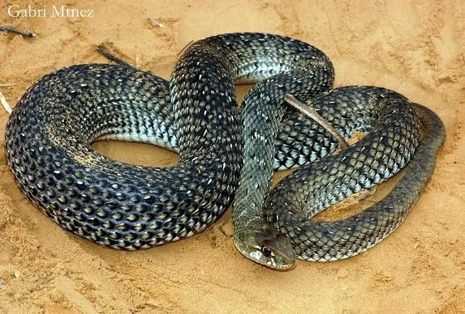 IMG 0990 - CJ العربية