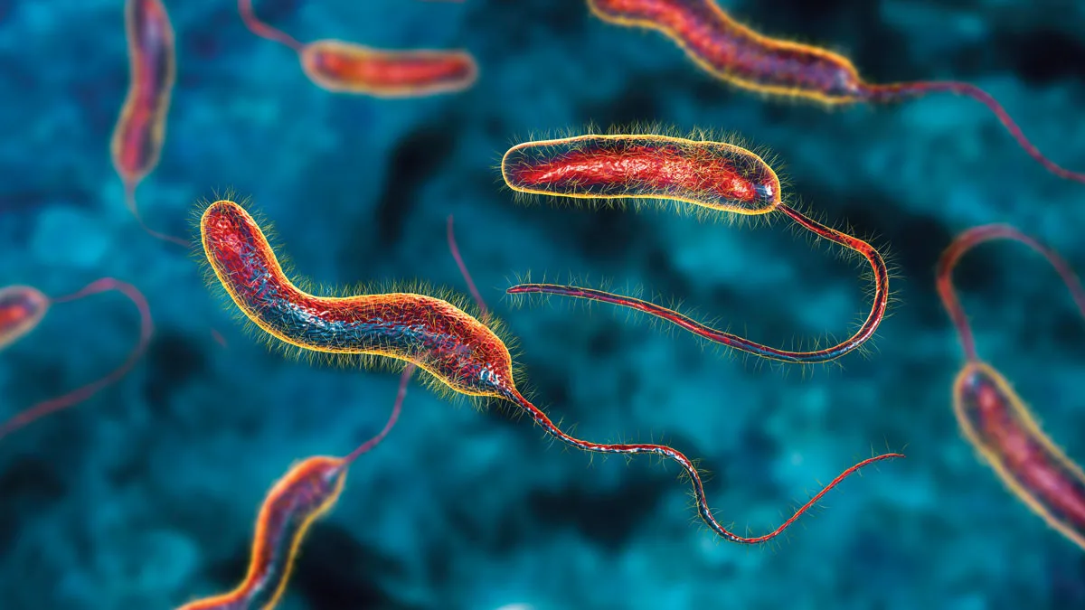 IMG 1498 - CJ العربية